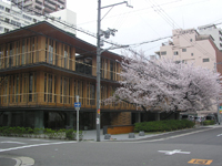 大阪木材仲買会館と桜