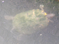 ミシシッピアカミミガメ